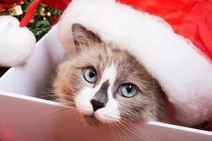 Ragdoll-Katzenrasse auf weihnachtlichem Hintergrund foto
