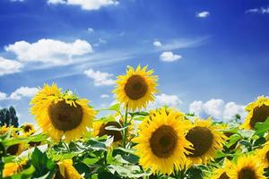 Sommerlandschaft. Sonnenblumenfeld unter dem blauen Himmel foto