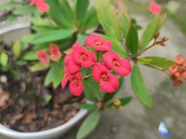 rote euphorbia-milii-blume im garten foto