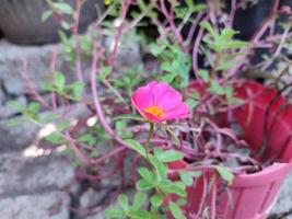 Portulakrose Pflanze mit dem wissenschaftlichen Namen Portulaca Grandiflora Diese Pflanze wird auch die Neun-Uhr-Blume genannt, weil sie normalerweise um neun Uhr morgens blüht foto