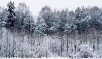 Wald im Winter foto