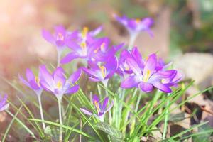 Blühende violette Krokusblumen in einem weichen Fokus an einem sonnigen Frühlingstag foto