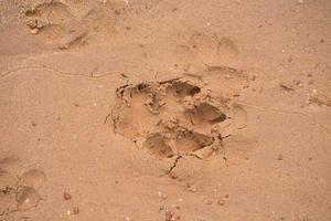 Hundefußabdruck am Strand foto