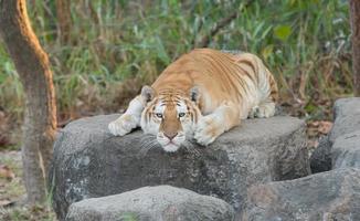 Goldener Tabby-Tiger foto