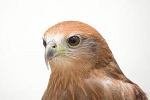 junger Brahminenmilan oder Rotrücken-Seeadler foto