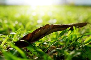 trockene Blätter im Grasgarten im harten und warmen Nachmittagslicht foto