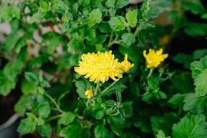 Makroaufnahme des gelben Krauts Tanacetum Vulgare im Hintergrund foto