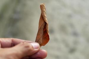 Die linke Hand des Mannes hält ein trockenes Blatt mit braunen Blättern und auf verschwommenem Hintergrund foto