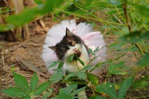 Porträt einer gelbäugigen schwarzen Katze, die im Busch mit Ballett-Tutu jagt foto