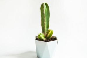 lustiger Kaktus in Form eines männlichen Penis. Zimmerpflanzen im Topf, Wohnkultur, Pflege und Anbau foto