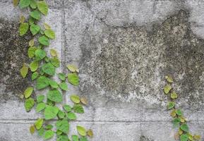 die grüne Schlingpflanze an der alten Mauer foto