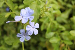 Hellblaue Blume von Cape Leadwort oder White Plumbago, die auf Zweigen blühen und hellgrüne Blätter im Hintergrund verwischen.