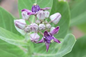 junge und blühende violette blume der riesigen indischen wolfsmilch oder des gigantischen schwalbenkrauts auf zweig und hellgrünem blatthintergrund, thailand. foto