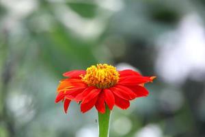 neben der Ansicht der roten mexikanischen Sonnenblume und des Unschärfehintergrunds. foto