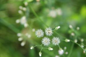 weiße samen von wenig ironweed auf zweig und unscharfem grünem hintergrund, thailand. ein anderer Name ist aschfarbener Berufkraut, aschfarbener Eisenkraut, lila Berufkraut, lila blühender Berufkraut. foto