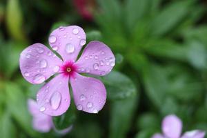 Blick von oben auf die rosafarbene Blume des Madagaskar-Immergrüns mit Tröpfchen auf Blütenblatt und unscharfem Hintergrund. Ein anderer Name ist westindisches Immergrün, indisches Immergrün, rosa Immergrün, alte Jungfer, Vinca. foto