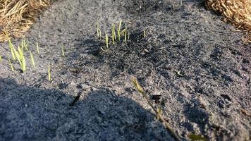 Asche aus brennendem Stroh mit Gras bedeckt, selektiver Fokus foto