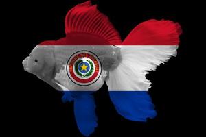 Flagge von Paraguay auf Goldfisch foto