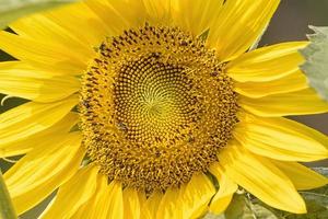 Sonnenblumen in voller Blüte im Sonnenblumenfeld an einem sonnigen Tag. foto