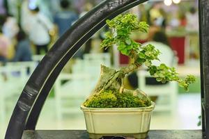 kleiner Baum, kultiviert mit thailändischer Bonsai-Technik. foto