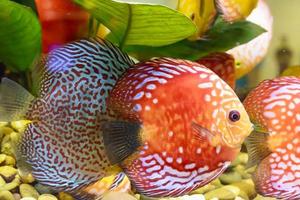 der Fisch im Schrank, leuchtende Farben. foto