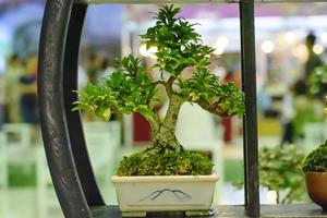 kleiner Baum, kultiviert mit thailändischer Bonsai-Technik. foto