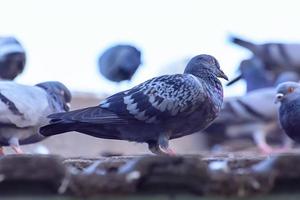 die taube auf dachziegeln in der natur foto