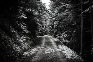 Weg im Winterwald foto