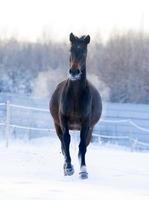 Pferd galoppiert im Winter foto