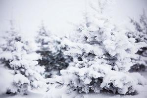 Winterwald mit Schnee foto