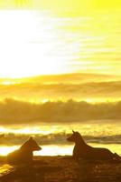 Silhouette eines am Strand liegenden Hundes und das goldene Licht des Sonnenuntergangsreflexes auf der Meeresoberfläche foto