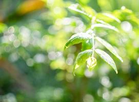 das konzept für das design verschwommen und defokussieren effekt saison. Tageslicht ist draußen in einem Park und die Luft ist so frisch. Kopieren Sie Platz auf der linken Seite für das Design. abstrakte bokeh grüne farbe für naturhintergrund foto