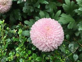 Pom Pom Chrysanthemenblüten foto