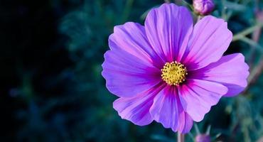 Nahaufnahmeansicht von Kosmosblumen foto