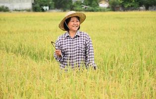 Landschaft des Reisfeldes, das einen asiatischen Senior-Bauern hat, der Erntesichel in der Hand hält und in der Mitte des Reisfelds lächelt, weicher und selektiver Fokus, asiatisches Senior-Landwirtschaftskonzept. foto