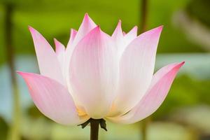 Lotus in vielen Farben und schön in Teichen. foto