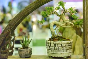 kleiner Baum, kultiviert mit thailändischer Bonsai-Technik. foto