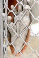 der douc langur nimmt einen zoo auf foto