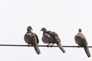drei Tauben auf Kabeln foto