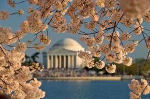 Kirschblüten in Washington DC foto