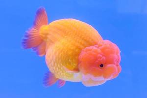 goldfisch isoliert im schrank foto