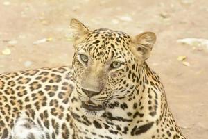 Leopard oder Panther foto