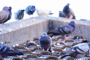 die taube auf dachziegeln in der natur foto