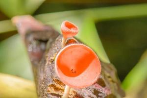 Cookeina ist eine Gattung von Becherpilzen aus der Familie der Sarcoscyphaceae, deren Mitglieder in tropischen und subtropischen Regionen der Welt zu finden sind. foto