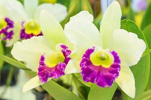 Cattleya ist eine Gattung von 113 Orchideenarten von Costa Rica und den Antillen im Süden bis nach Argentinien. foto