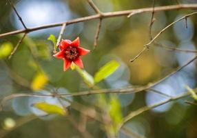 rote Granatapfelblume. punica granatum Blume mit grünem Hintergrund. foto