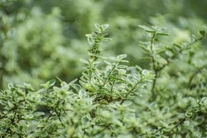 grüne Blätter in einem Garten. foto