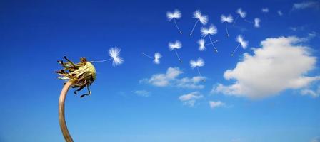 Löwenzahnblume mit fliegenden Federn am blauen Himmel. foto