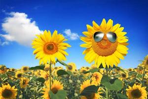 lustige sonnenblume mit sonnenbrille auf einem blauen himmel foto
