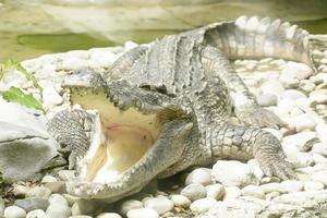 das große Krokodil in einem Zoo aufnehmen foto